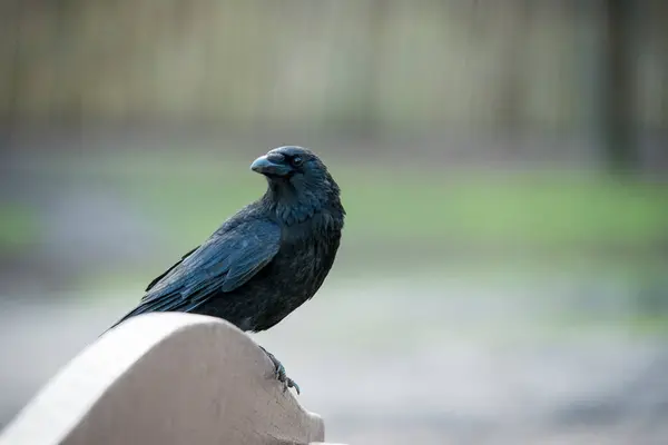 Solitary Crow — Stock Photo, Image