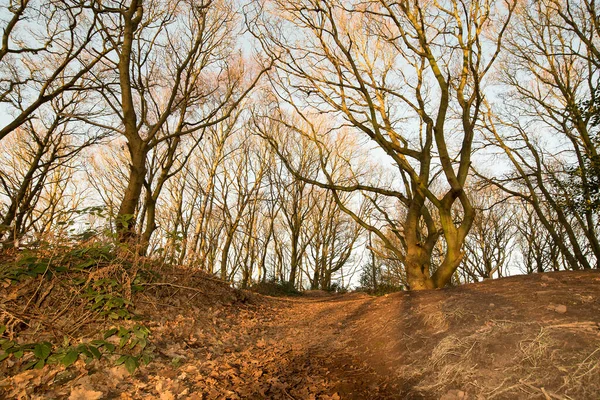 Autumn woodland trail scene