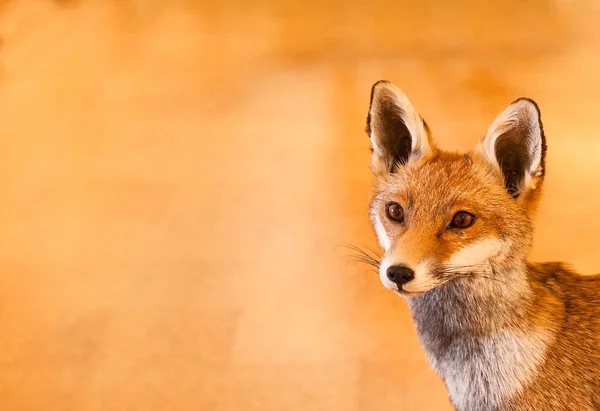 Stuffed Red Fox Example — Stock Photo, Image