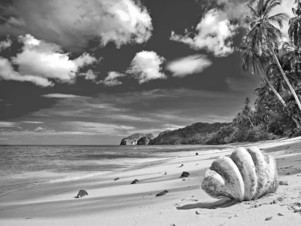Large shell on a desert island beach