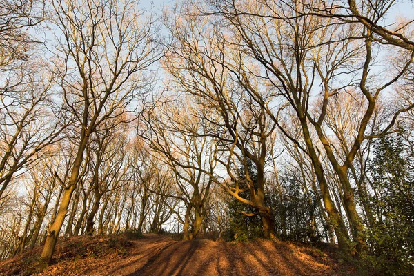 stock image Bare woodland trees in winter