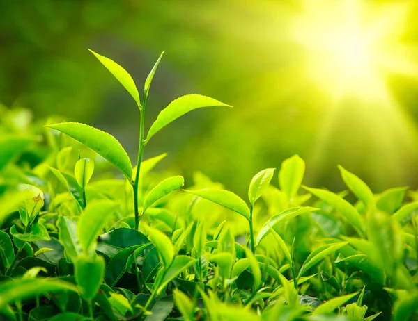 Zarte Pflanzenblätter Wachsen Der Sonne Entgegen — Stockfoto