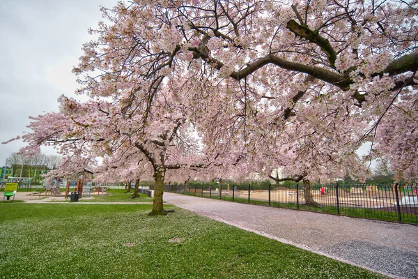 Kirschblütenbäume Frühling — Stockfoto