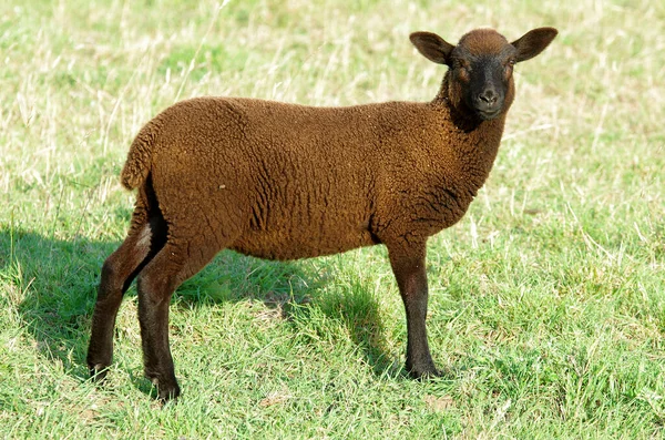 Owce brązowe — Zdjęcie stockowe