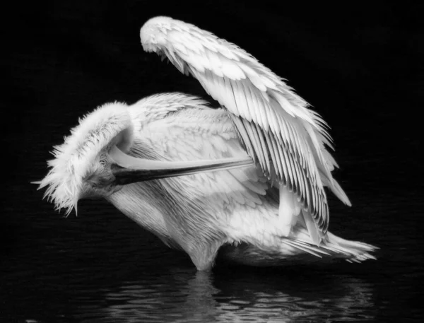 Długi Dziób Ptak Żerujący Piórach — Zdjęcie stockowe