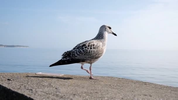 Young Sea Gull Harbor Wall — Stock Video