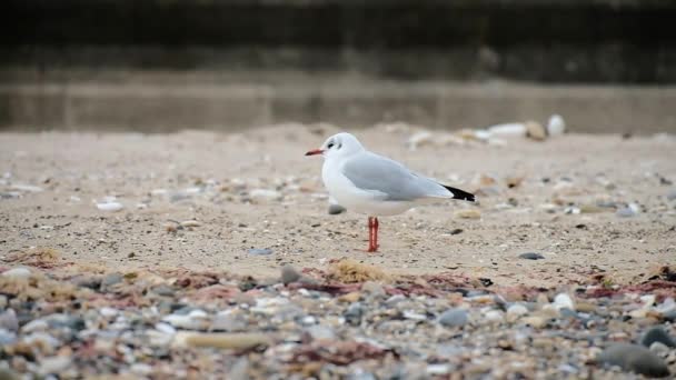 Sea Bird Beach — Stock Video