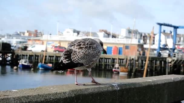 Young Sea Gull Harbour Wall — Stock Video