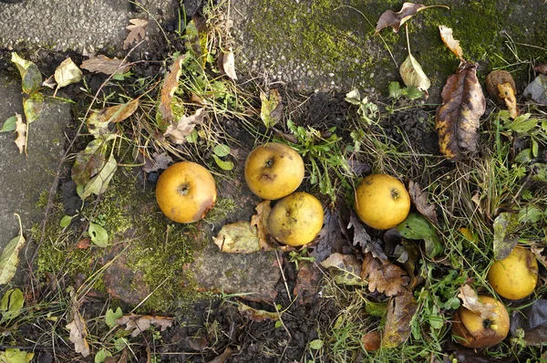 Pommes tombées — Photo