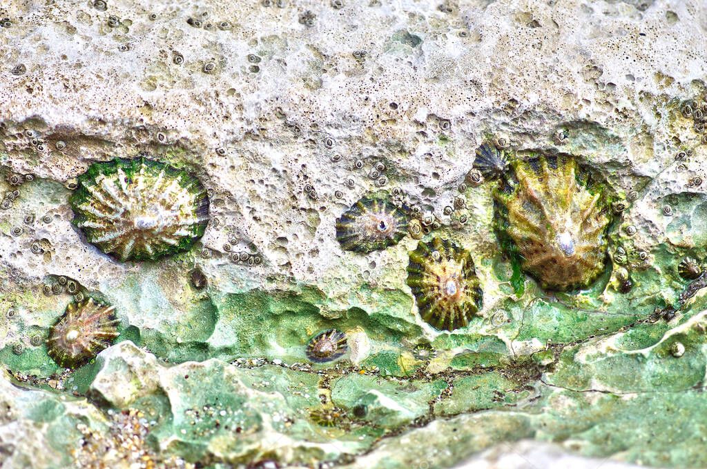 Limpets on a rock example