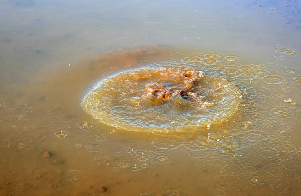 泥だらけの水たまりに投げ込まれた石 — ストック写真