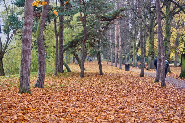 Herbstblätter Und Wälder — Stockfoto