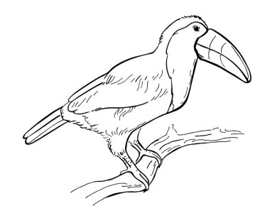 Beyaz arka planda elle çizilmiş mürekkep kalemi. Tropik bir kuş. Vektör illüstrasyonu. Boyama kitabı, baskı ve kart için mükemmel..