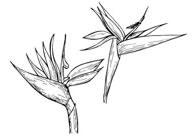 Beyaz arka planda el çizimi mürekkep lekesi. Egzotik çiçek. Vektör illüstrasyonu. Boyama kitabı, baskı ve kart için mükemmel..