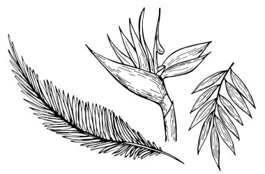 El çizimi mürekkep lekesi, beyaz arka planda tropikal yapraklar. Element kümesi. Vektör illüstrasyonu. Boyama kitabı, baskı ve kart için mükemmel..