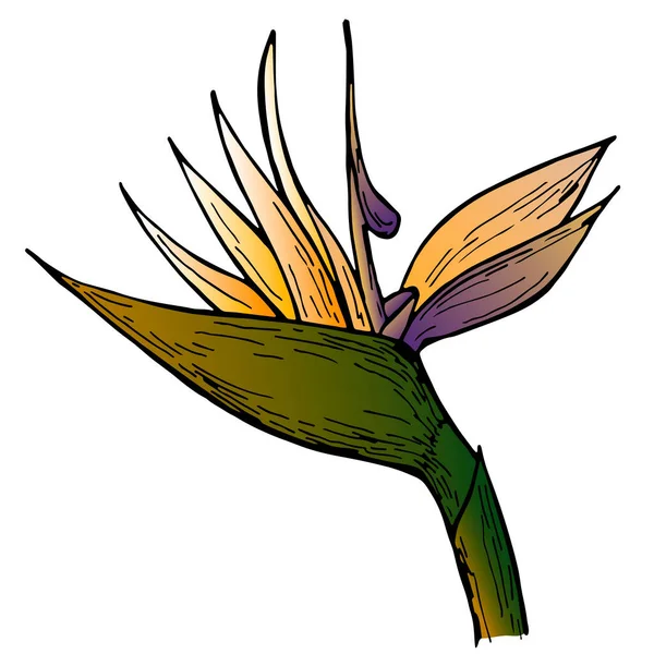Handgezeichnete Strelitzia Blume Auf Weißem Hintergrund Exotische Blume Vektorillusion Perfekt — Stockvektor