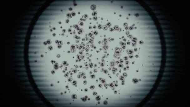 Стволовые клетки эмбрионального митоза секция колонии клеток увеличена под микроскопом — стоковое видео