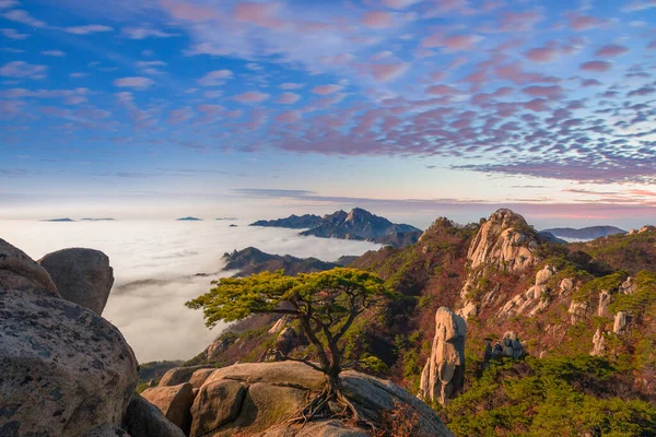 Dobong Mountian 'da ayakta duran bir çam ağacı. Bukhansan ulus parkında kışın başında Güney Kore 'de