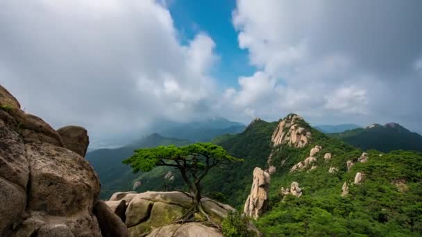 ドンムーティアンに一本の松が立っています 韓国のブカンサン国立公園で夏に — ストック動画