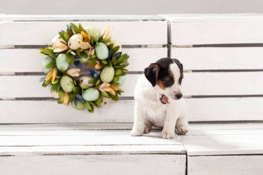 Tek sevimli yavru köpekleri jack russell terrier kompozisyon, stüdyo