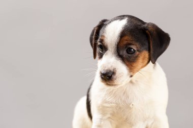 Şirin portre köpek Jack Russell Terrier köpek yavrusu üzerinde gri bir backgrou