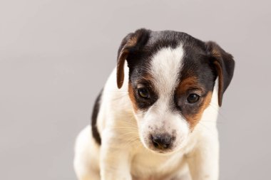 Şirin portre köpek Jack Russell Terrier köpek yavrusu üzerinde gri bir backgrou