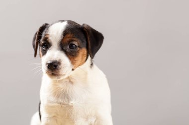 Şirin portre köpek Jack Russell Terrier köpek yavrusu üzerinde gri bir backgrou