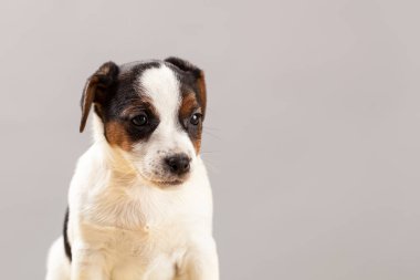 Şirin portre köpek Jack Russell Terrier köpek yavrusu üzerinde gri bir backgrou