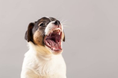 Şirin portre köpek Jack Russell Terrier köpek yavrusu üzerinde gri bir backgrou