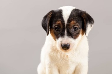 Şirin portre köpek Jack Russell Terrier köpek yavrusu üzerinde gri bir backgrou