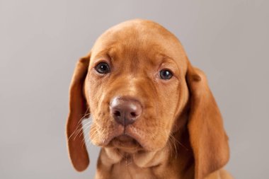 Şirin portre köpek vizsla köpeklerine Studio gri bir arka plan
