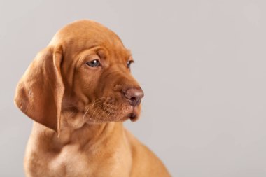 Şirin portre köpek vizsla köpeklerine Studio gri bir arka plan