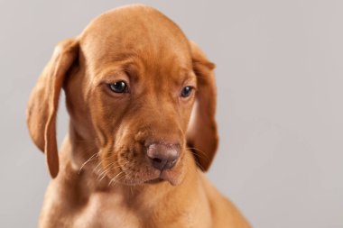 Şirin portre köpek vizsla köpeklerine Studio gri bir arka plan