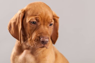 Şirin portre köpek vizsla köpeklerine Studio gri bir arka plan