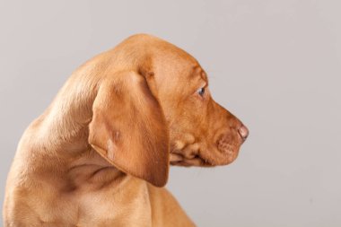 Şirin portre köpek vizsla köpeklerine Studio gri bir arka plan