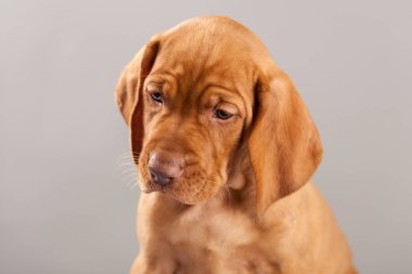 Şirin portre köpek vizsla köpeklerine Studio gri bir arka plan