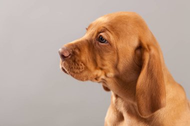 Şirin portre köpek vizsla köpeklerine Studio gri bir arka plan
