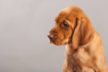 Şirin portre köpek vizsla köpeklerine Studio gri bir arka plan