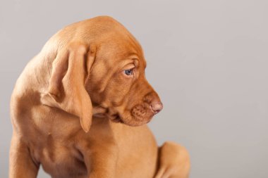 Şirin portre köpek vizsla köpeklerine Studio gri bir arka plan