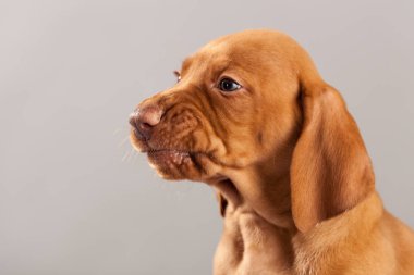 Şirin portre köpek vizsla köpeklerine Studio gri bir arka plan
