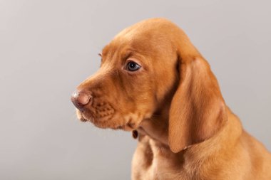 Şirin portre köpek vizsla köpeklerine Studio gri bir arka plan