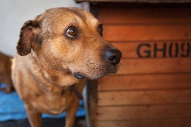 Şirin, üzgün köpek barınak köpek kulübesi 