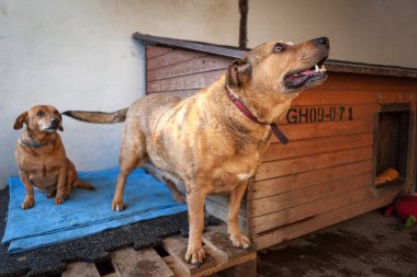 Şirin, üzgün köpek barınak köpek kulübesi 