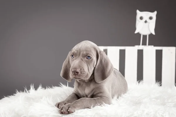 Composition Cute Weimaraner Pupies Vitage Wooden Boxes Studio Photography — Stock Photo, Image