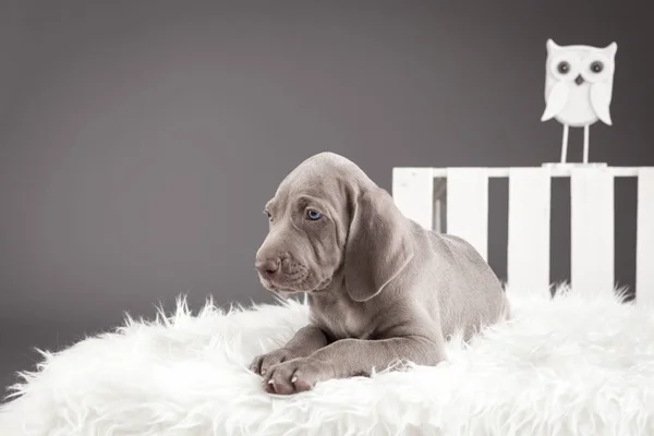 Composition Cute Weimaraner Pupies Vitage Wooden Boxes Studio Photography — Stock Photo, Image