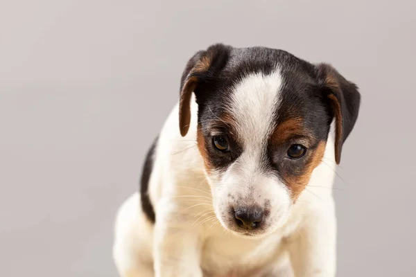 Şirin Portre Köpek Jack Russell Terrier Köpek Yavrusu Üzerinde Gri — Stok fotoğraf