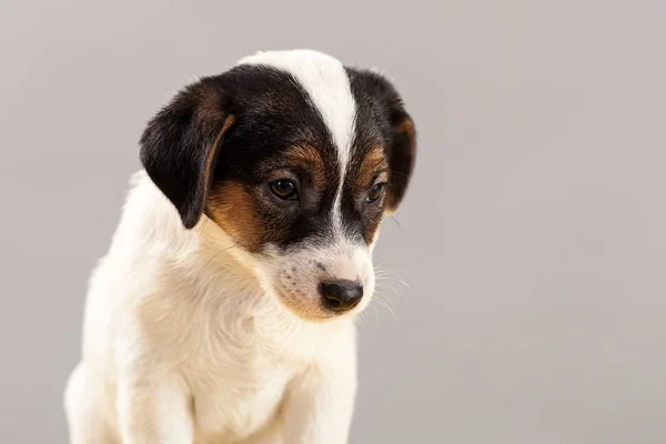 Cute Portrait Dog Jack Russell Terrier Puppy Gray Backgrou — Stock Photo, Image