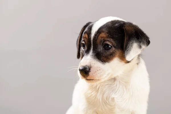 Şirin Portre Köpek Jack Russell Terrier Köpek Yavrusu Üzerinde Gri — Stok fotoğraf