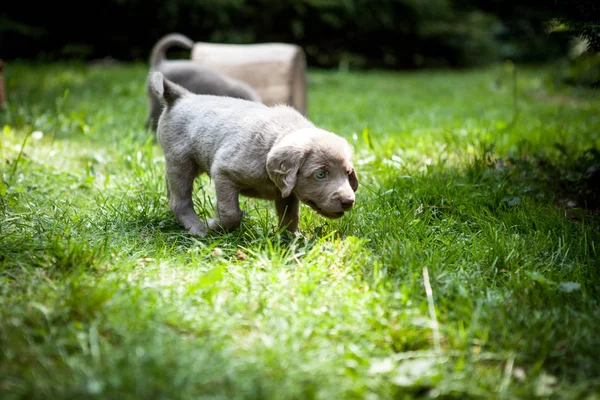 Yaz Aylarında Bahçede Weimaraner Köpek Yavrusu — Stok fotoğraf