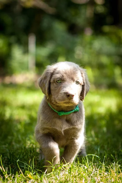 Weimarse Staande Hond Puppy Tuin Tijdens Zomermaanden — Stockfoto